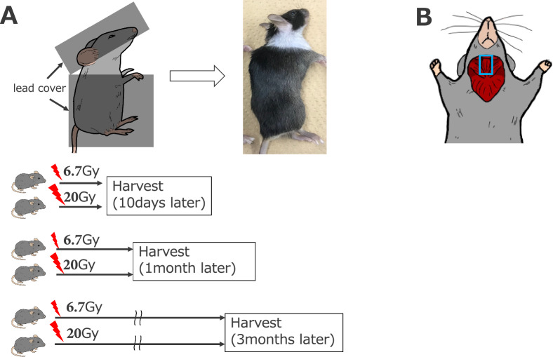 Correction: Swallowing-related muscle inflammation and fibrosis induced by a single dose of radiation exposure in mice.