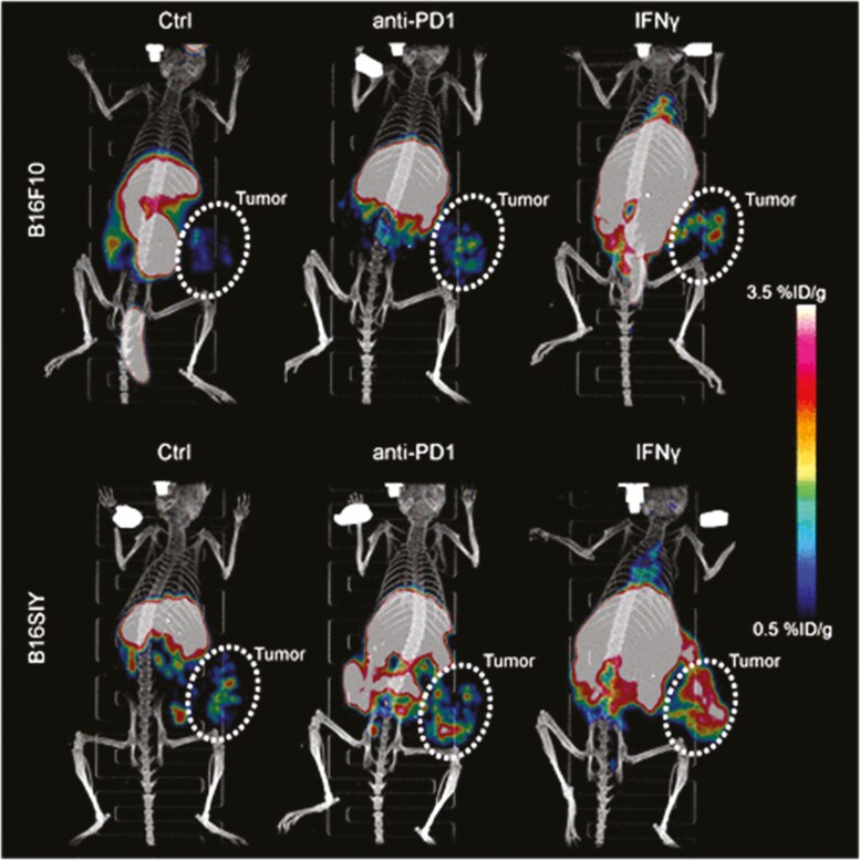 Imaging antigen processing and presentation in cancer.