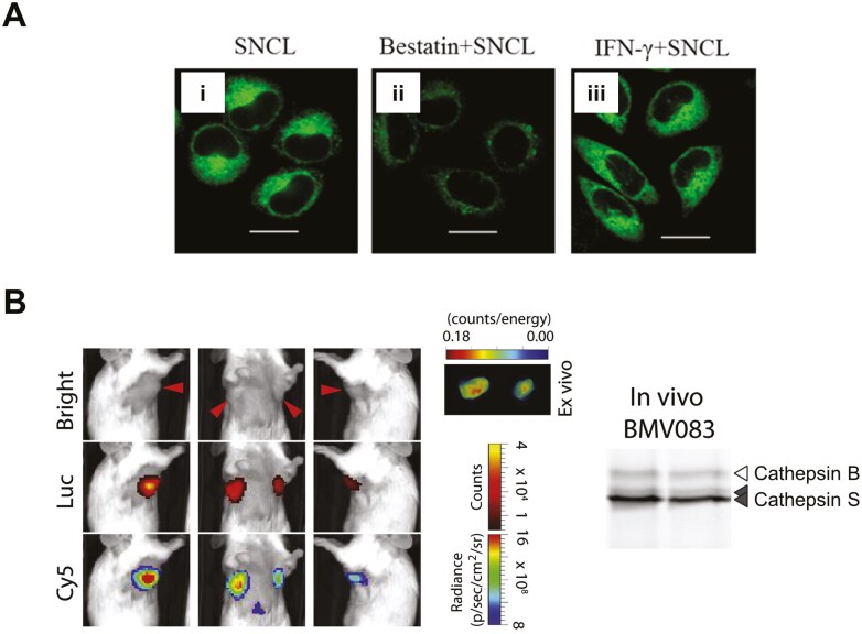 Imaging antigen processing and presentation in cancer.