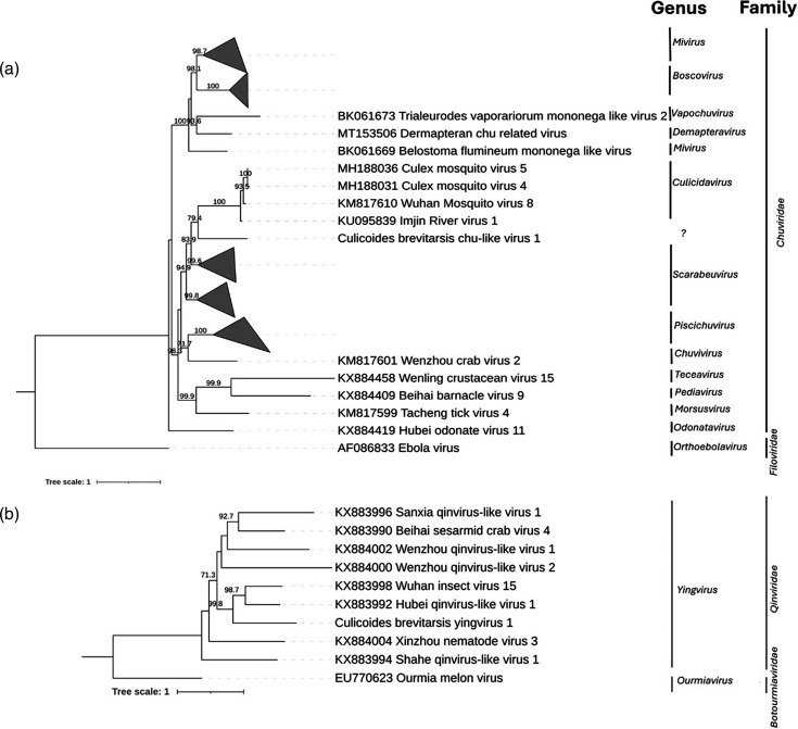 Characterisation of the virome of <i>Culicoides brevitarsis</i> Kieffer (Diptera: Ceratopogonidae)<i>,</i> a vector of bluetongue virus in Australia.