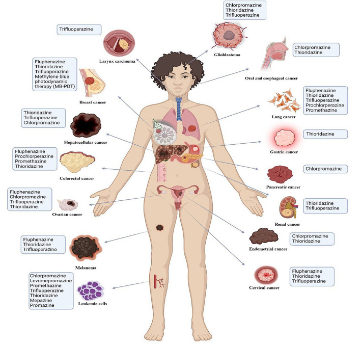 Therapeutic Mechanisms of Phenothiazine Drugs: A Mini-Review of Advances in Cancer Treatment and Antibiotic Resistance.