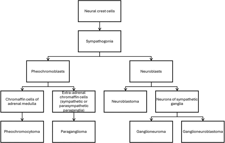 Composite Pheochromocytoma-Paraganglioma With Ganglioneuroma: A Dual-Center Clinical Experience.