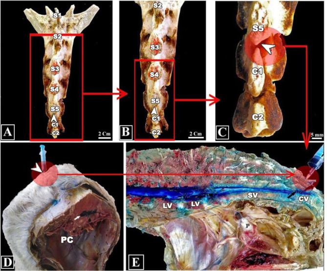 Comparative experimental anesthesia efficacy study of epidural injection at the sacrococcygeal space using ultrasound guidance versus blindness technique in Egyptian donkeys (Equus asinus).