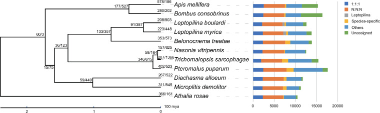 Chromosome-level genome sequencing and assembly of the parasitoid wasp Leptopilina myrica.