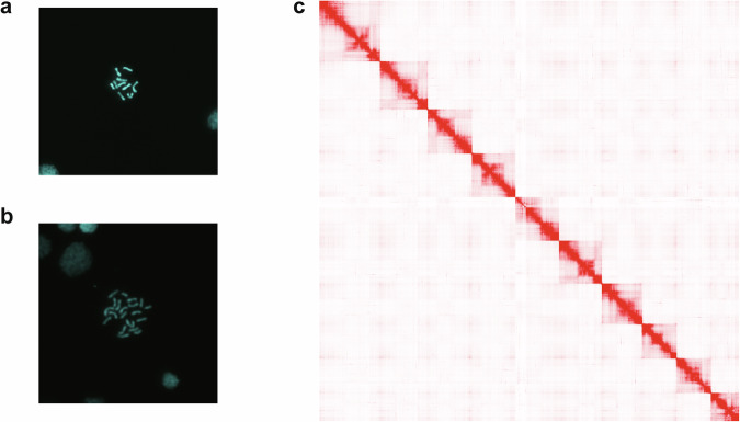 Chromosome-level genome sequencing and assembly of the parasitoid wasp Leptopilina myrica.