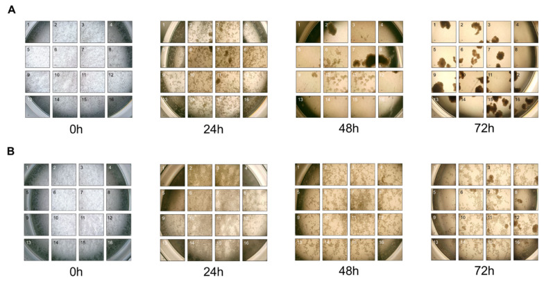 Reduced aggregation of the leghorn male hepatoma cell line in suspension by supplementing dextran sulfate in the media.