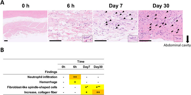 Development of a novel postoperative adhesion induction model in cynomolgus monkeys with high reliability and reproducibility.