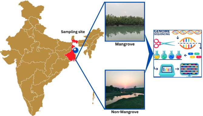 Exploring microbial players for metagenomic profiling of carbon cycling bacteria in sundarban mangrove soils.