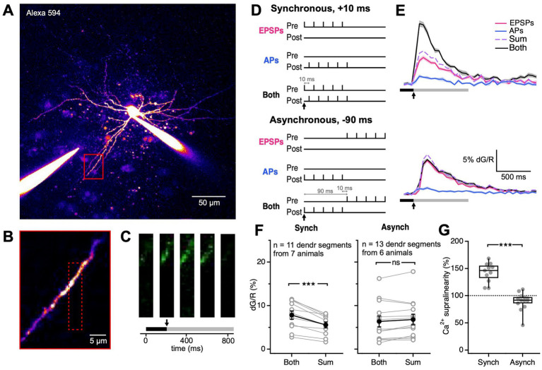 Postsynaptic spiking determines anti-Hebbian LTD in visual cortex basket cells.