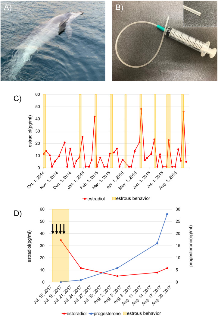 Artificial insemination of bottlenose dolphins (Tursiops truncatus): A trial with simple instruments based on criteria for estrous behaviors linked to changes in estradiol levels and follicle development.