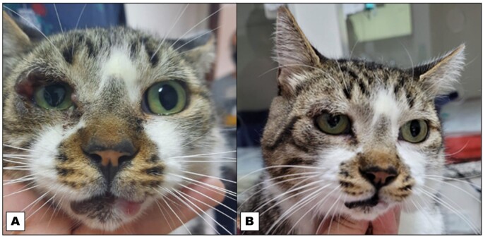 Infectiousness to sand flies of a cat naturally infected with Leishmania infantum at the moment of diagnosis and after three different courses of treatment.