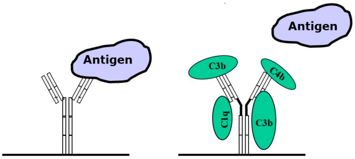 Avian Antibodies as Potential Therapeutic Tools.
