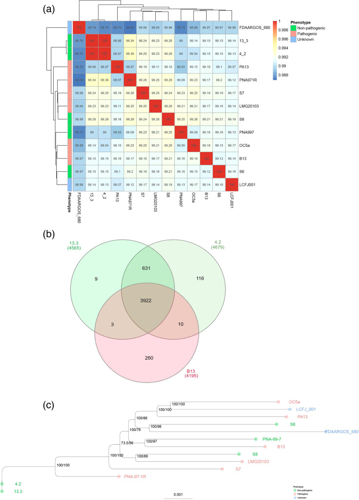 Genome sequences of pathogenic and non-pathogenic Pantoea ananatis strains in maize (Zea mays L.).