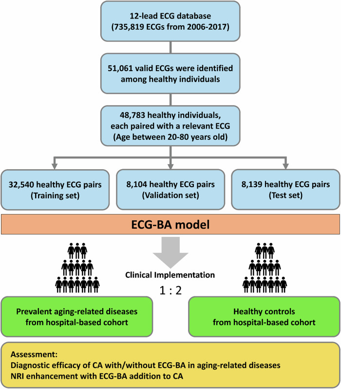 Reclassification of the conventional risk assessment for aging-related diseases by electrocardiogram-enabled biological age.
