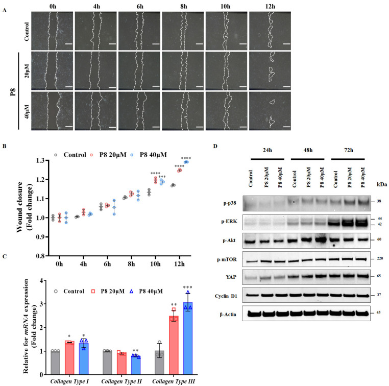 Probiotic-Derived P8 Protein: Promoting Proliferation and Migration in Stem Cells and Keratinocytes.