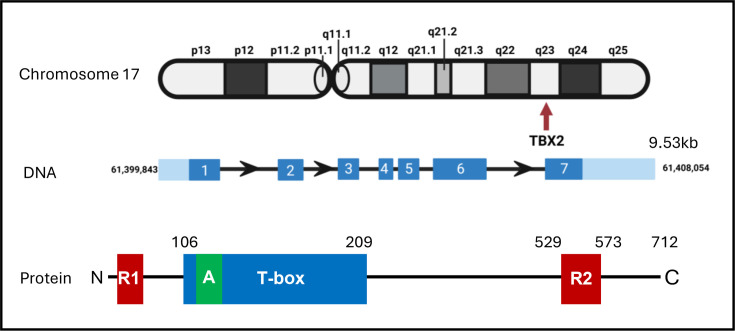 Exploring the oncogenic roles of T-box transcription factor TBX2 and its potential as a therapeutic target.