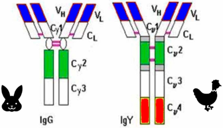 Avian Antibodies as Potential Therapeutic Tools.