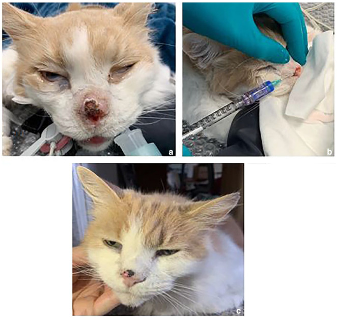 Corrigendum to 'Electrochemotherapy for the treatment of basal cell tumours of the nasal planum in three cats'.