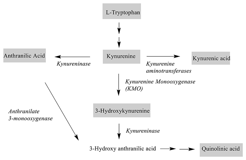 Lack of Evidence for Kynurenine Pathway Dysfunction in Huntington's Disease: CSF and Plasma Analyses from the HDClarity Study.