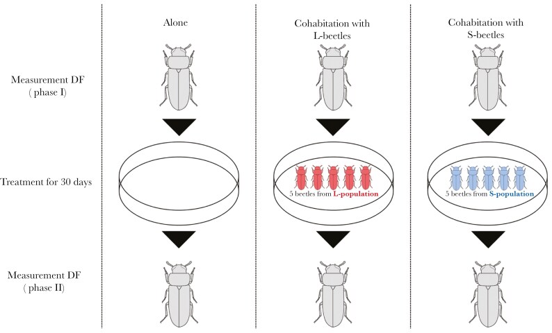 Synchronising anti-predator behavior in the red flour beetle <i>Tribolium castaneum</i>.