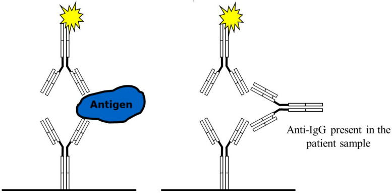 Avian Antibodies as Potential Therapeutic Tools.