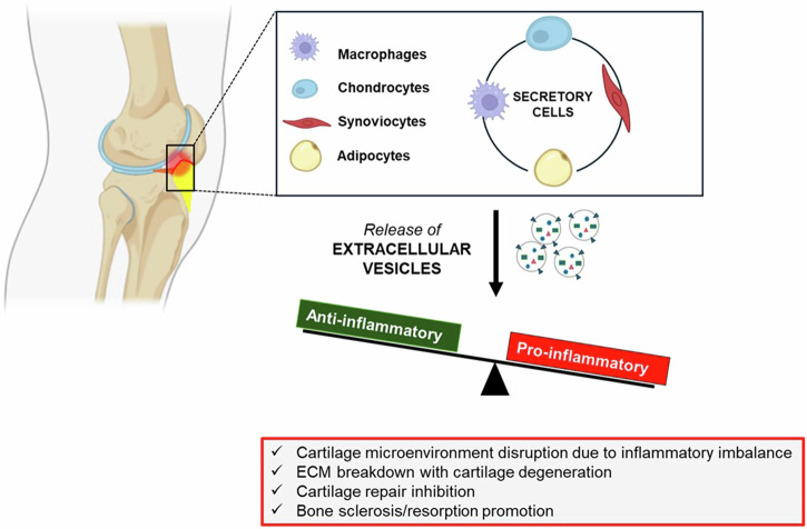Knee adipose tissue: from its implication in osteoarthritis to its supposed role in tissue engineering.