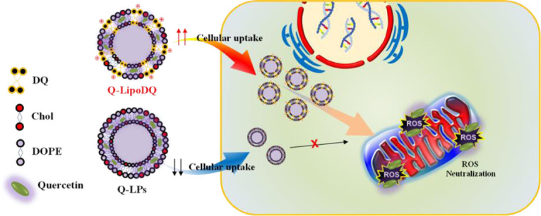 The development of mitochondria-targeted quercetin for rescuing Sertoli cells from oxidative stress.