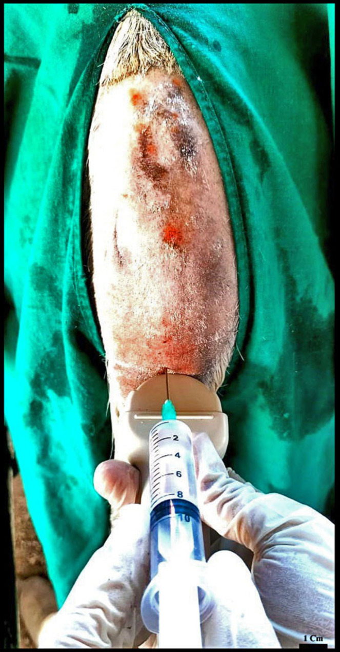 Comparative experimental anesthesia efficacy study of epidural injection at the sacrococcygeal space using ultrasound guidance versus blindness technique in Egyptian donkeys (Equus asinus).
