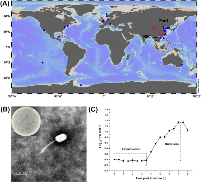 A novel roseosiphovirus infecting dinoroseobacter shibae DFL12<sup>T</sup> represents a new genus.