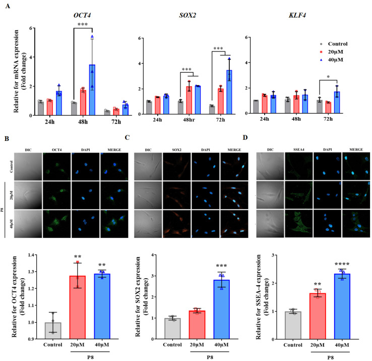 Probiotic-Derived P8 Protein: Promoting Proliferation and Migration in Stem Cells and Keratinocytes.