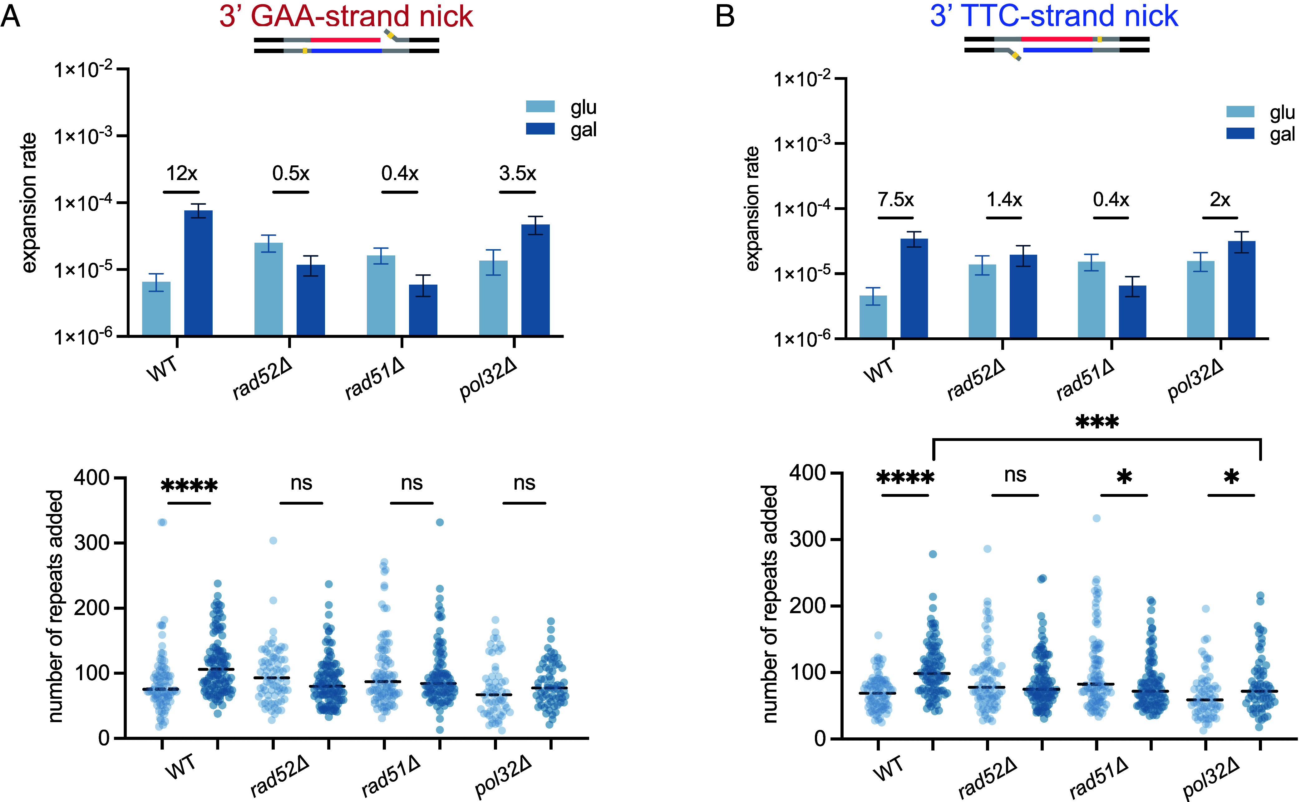 Correction for Li et al., Recurrent DNA nicks drive massive expansions of (GAA)<sub>n</sub> repeats.