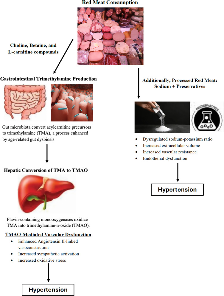 Red Meat Consumption and Hypertension: An Updated Review.
