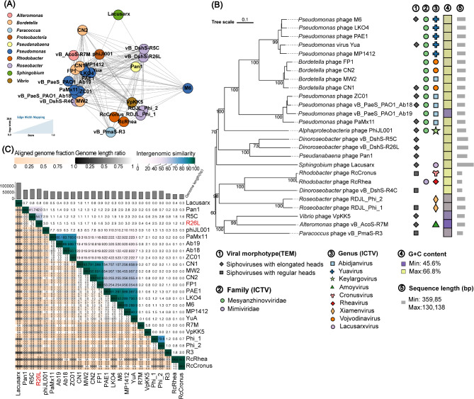 A novel roseosiphovirus infecting dinoroseobacter shibae DFL12<sup>T</sup> represents a new genus.