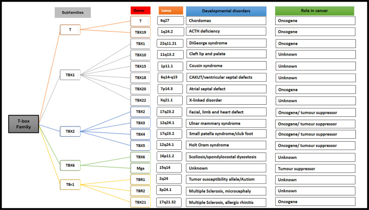 Exploring the oncogenic roles of T-box transcription factor TBX2 and its potential as a therapeutic target.