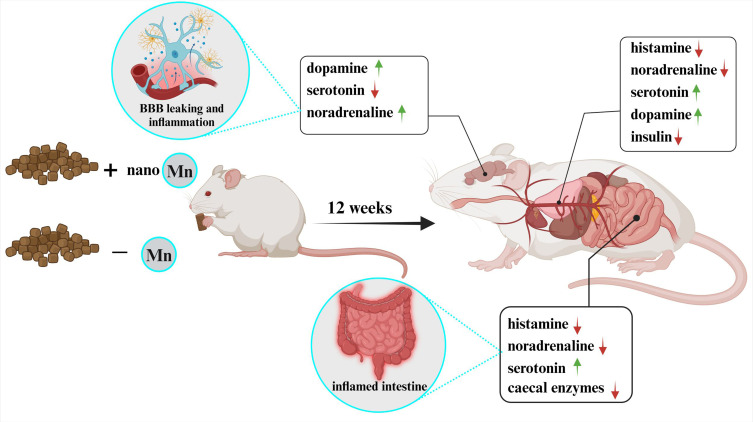 Consequences of Dietary Manganese-Based Nanoparticles Supplementation or Deficiency on Systemic Health and Gut Metabolic Dynamics in Rats.