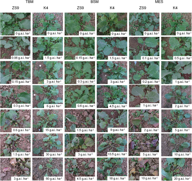 Genetic characterization of the AHAS mutant line K4 with resistance to AHAS-inhibitor herbicides in rapeseed (Brassica napus L.).