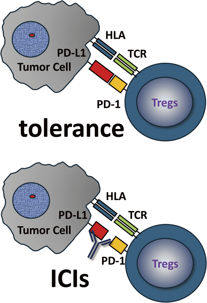 On the Similarity Between Postpartum Autoimmune Abnormalities and Immune-Related Adverse Events (irAE) by Immune Checkpoint Inhibitors (ICI): The Placenta as a PD-L1-Rich Immune-Tolerant Organ.