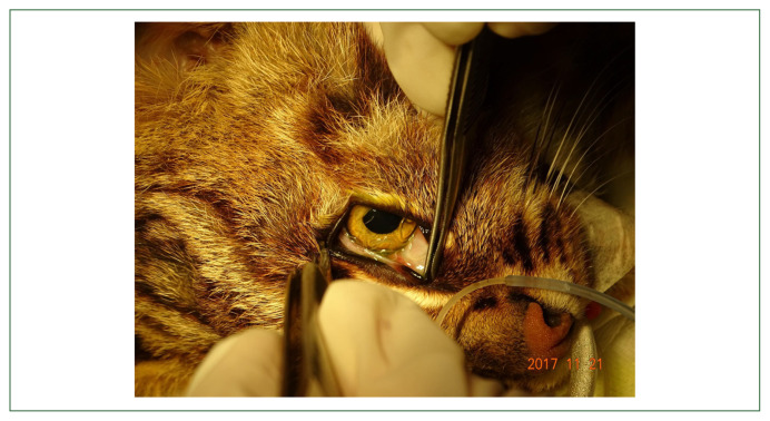 Thelazia callipaeda (Nematoda: Spirurida) infections in 2 wildlife species, Prionailurus bengalensis and Nyctereutes procyonoides, in Korea.