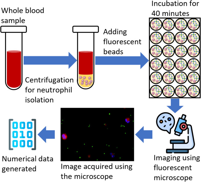 An assessment of machine learning methods to quantify blood lactate from neutrophils phagocytic activity.