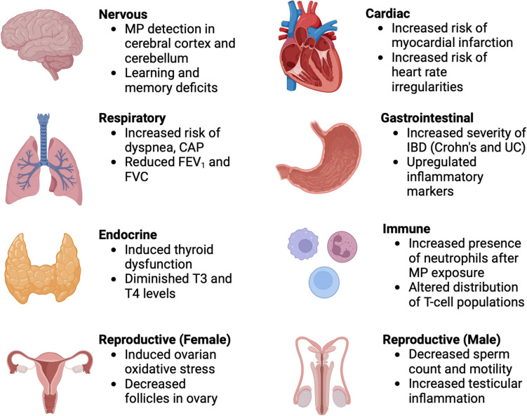 The Effects of Microplastics on Musculoskeletal Disorder; A Narrative Review.