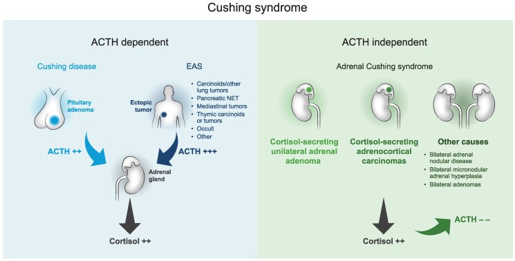 Osilodrostat Treatment for Adrenal and Ectopic Cushing Syndrome: Integration of Clinical Studies With Case Presentations.