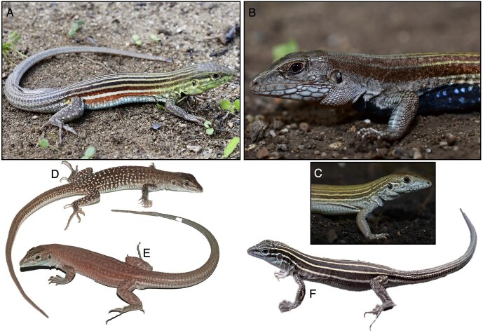 Speciation by hybridization: the mind-boggling nature, educational, and research value of the largest group of unisexual vertebrates.