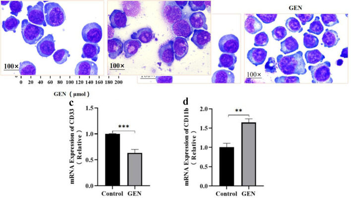 Proliferation Inhibited by Genipin in Human Leukemia K562 Cells: Involvement of Uncoupling Protein 2 in Mitochondrial Damage.