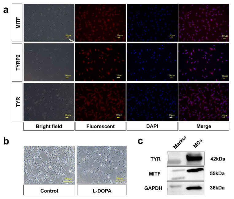 Abstract Image