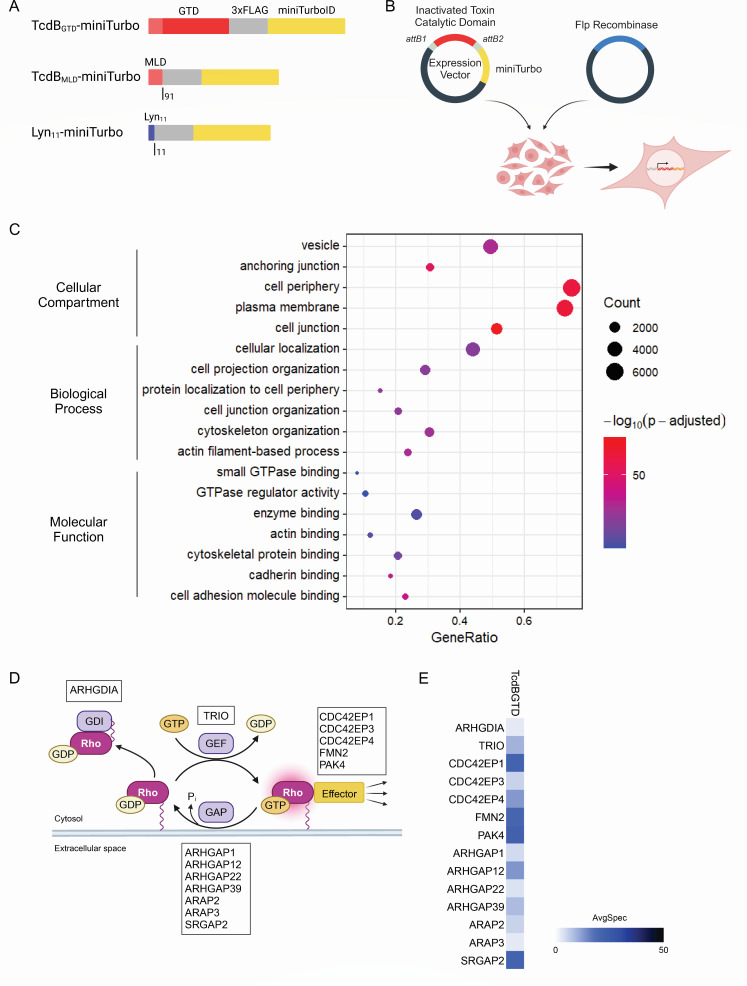 Mapping <i>C. difficile</i> TcdB interactions with host cell-surface and intracellular factors using proximity-dependent biotinylation labeling.