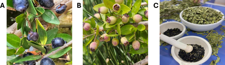 Phytochemical analysis, bioactivity, and molecular docking studies of Myrtus communis L. seeds and fruit peel extracts demonstrating antioxidant and anti-tyrosinase properties.
