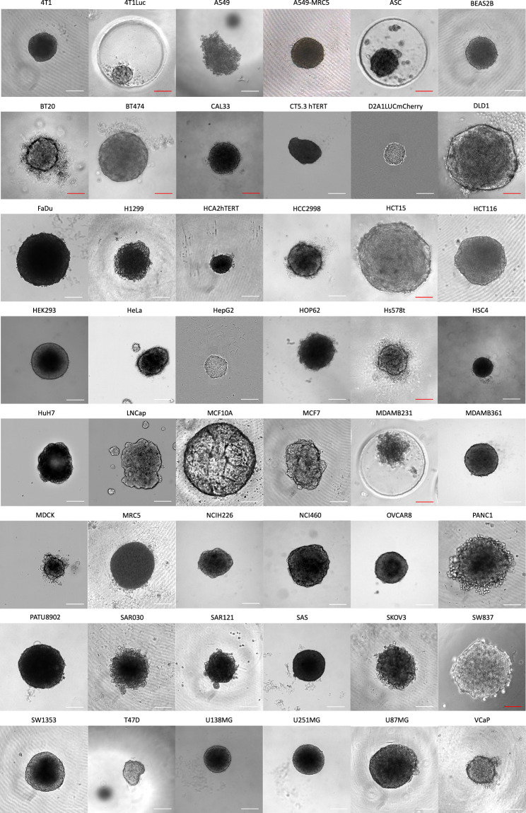 The Spheroid Light Microscopy Image Atlas for morphometrical analysis of three-dimensional cell cultures.
