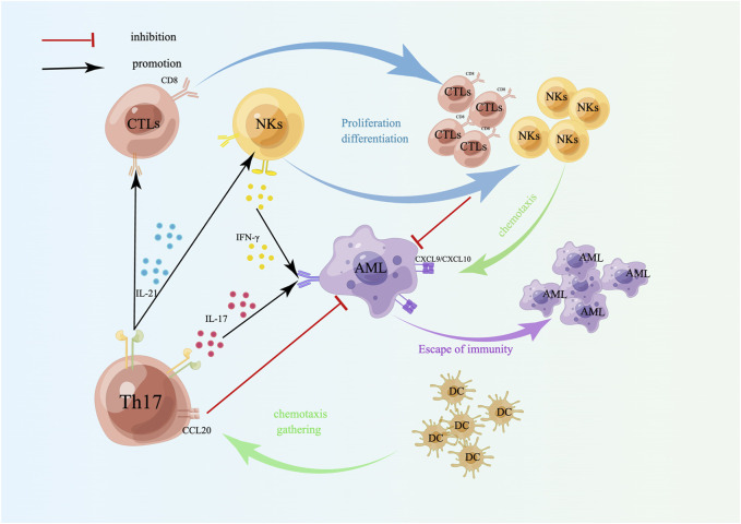 Bone marrow immune cells and drug resistance in acute myeloid leukemia.