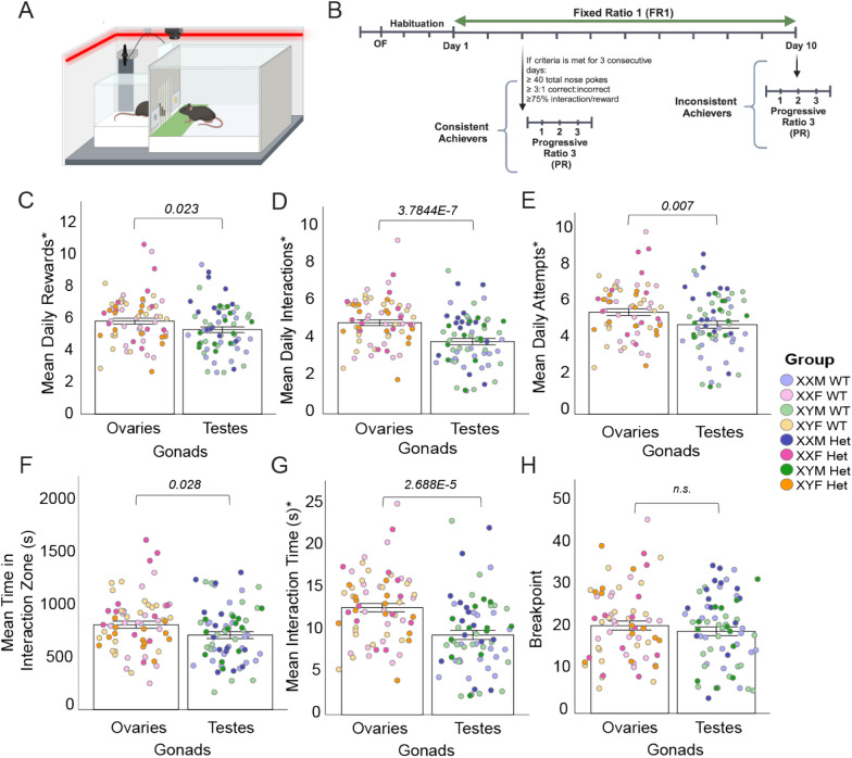 Chromosomal and gonadal sex have differing effects on social motivation in mice.