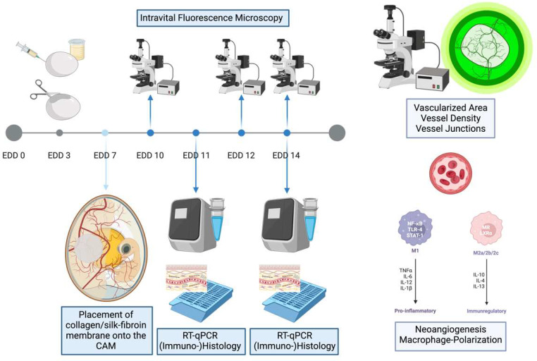 Biofunctionalization of silk fibroin scaffolds with enamel matrix protein and injectable platelet rich fibrin for soft tissue augmentation: an in-ovo study.